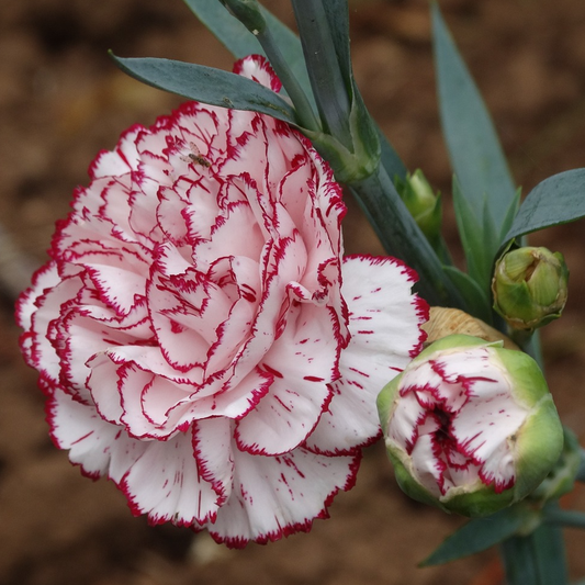 double striped carnation flowers with green stems on a blurred background