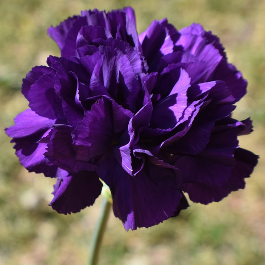 single stem violet carnation on a blurred background