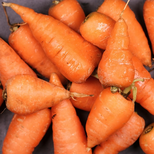 harvested royal chantenay carrots on a dark background