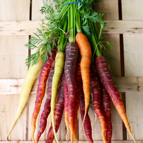 A bunch of multi-colored carrots including red, orange, yellow, and white, with green tops, laid out on a wooden surface.