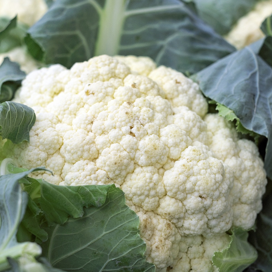 Close-up of a large cauliflower head