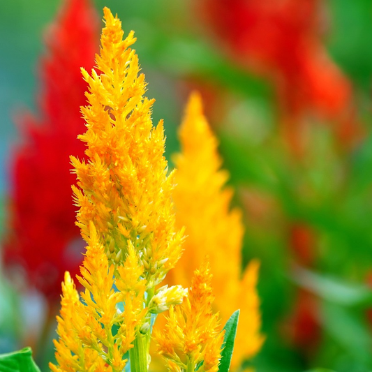 Close-up of Celosia Cockscomb Pampass Plume flowers with vibrant yellow and red plumes against a blurred green background.