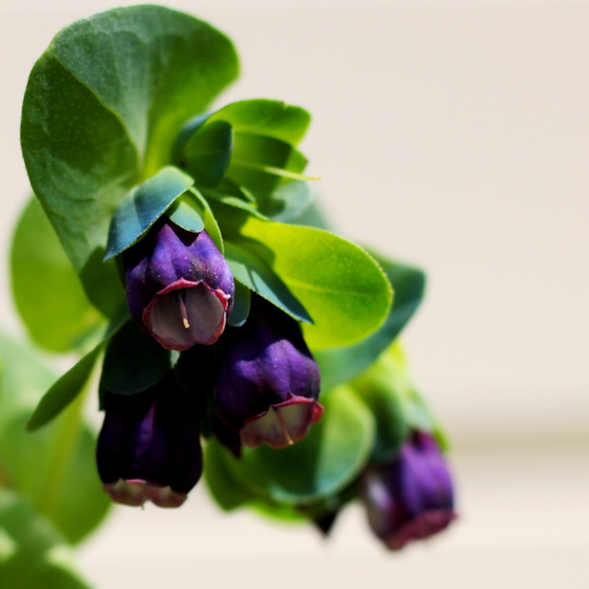 deep purple cerinthe flowers and green leaves with blurred background