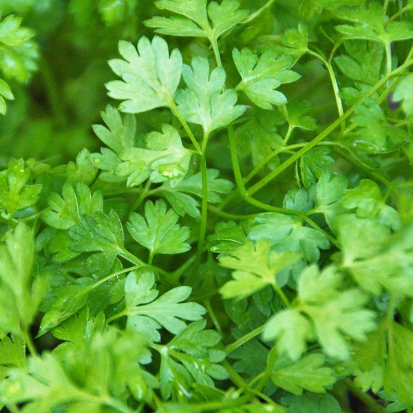 Chervil