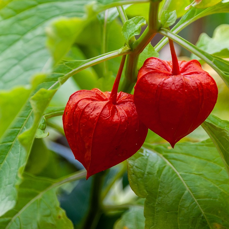 chinese lantern seeds for sale