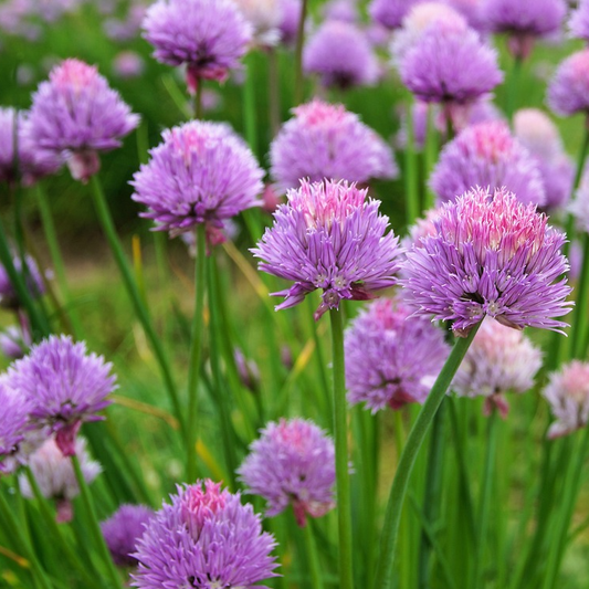 Field of chives with pink/purple blooms and narrow green leaves.