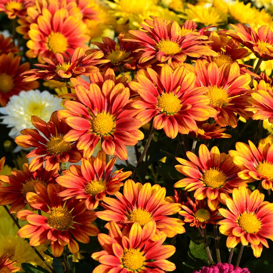 A vibrant image showcasing a cluster of Chrysanthemum flowers with bright, tri-colored petals ranging from yellow, orange, and red, with distinct painted patterns on each petal.