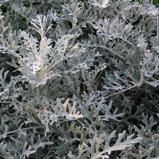 silver/grey cineraria leaves in a  garden setting