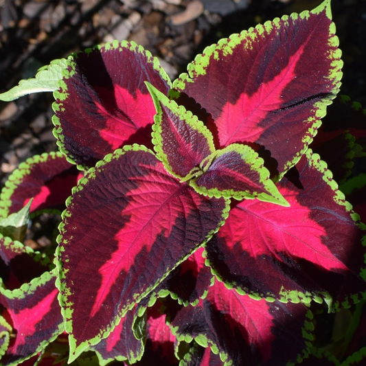 Pink and dark red coleus leaves edged with green in garden bed