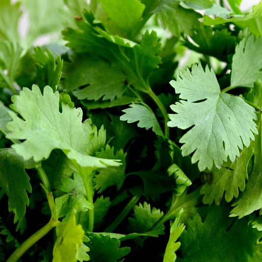 close-up of coriander leaves