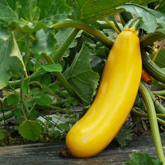 An image showing a courgette plant with a ripe yellow courgette in a raised bed setting