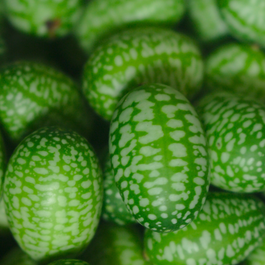 A close-up of fresh cucamelons with a green and white speckled pattern.