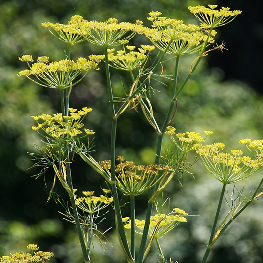 Several fennel flower heads on tall green stems with a blurred background