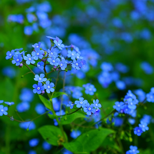 blue forget me not flowers in close-up on a blurred background