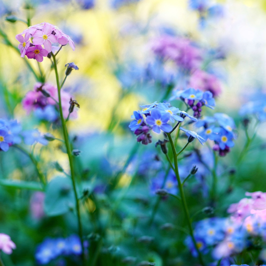 forget me not mixed colour flowers on long stems on a blurred background