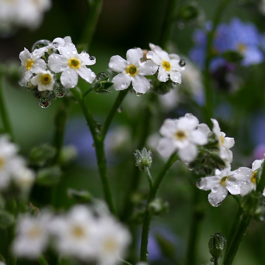 A close-up of whiteForget Me Not flowers with visible green stems and leaves.