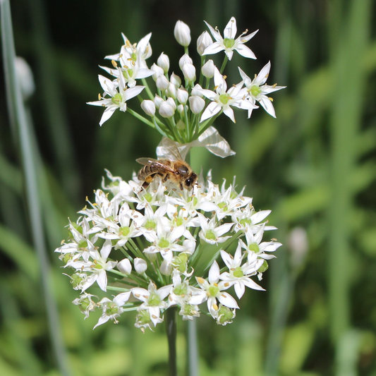 White garlic chive flowers with bee pollinating them. Image shows a green blurred background