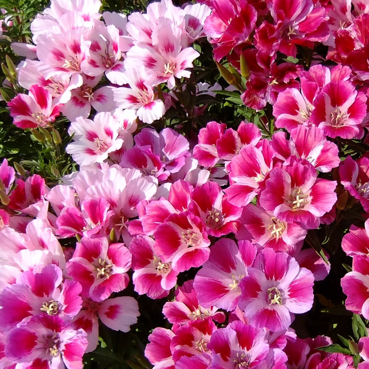 Godetia Dwarf Clarkia Amoena Seeds To Suit