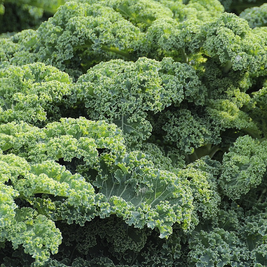 Fresh green kale plants growing in garden bed
