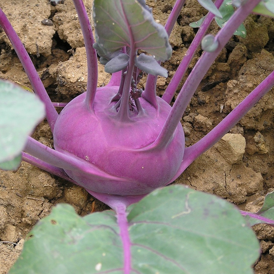A purple kohlrabi plant growing in soil with visible stems and leaves.