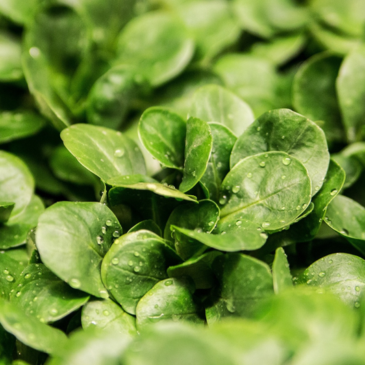 Close-up of lambs lettuce leaves with water droplets visible