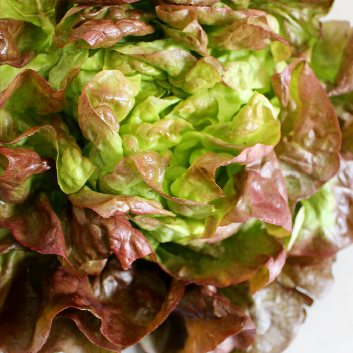 marvel of four seasons lettuce head