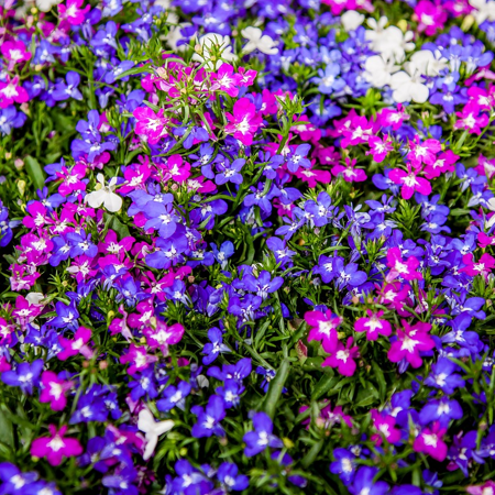 A garden bed filled with Lobelia Cascade Mix flowers, featuring vibrant colors such as purple, pink, and white, creating a cascading effect.