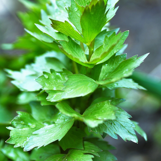 close-up of vibrant green lovage leaves growing in a garden setting