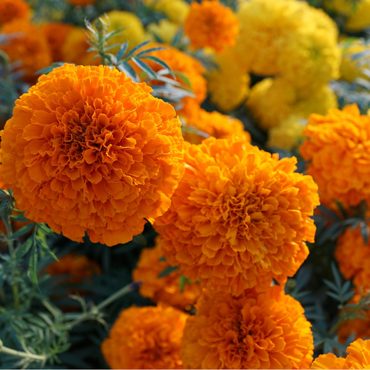 orange and yellow marigold seeds