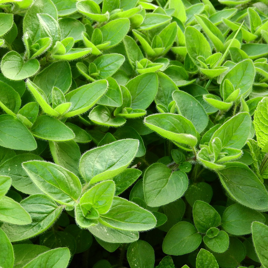 A close-up image of marjoram leaves showing their small size and green color.