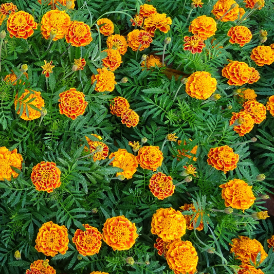 A vibrant image showcasing a field of Marigold French Brocade flowers with a mix of bronze, yellow, and red colours.