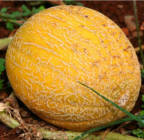 Melon Cantaloupe Hales Best Jumbo