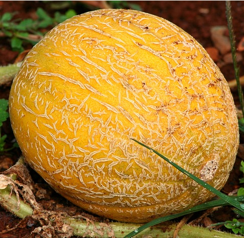 A ripe cantaloupe melon with a netted yellow skin lying on the ground.