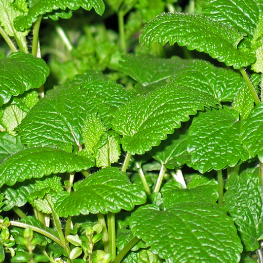 Close-up of vibrant green rounded mint leaves