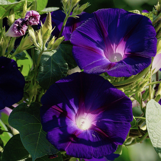 A vibrant image showcasing the deep purple flowers of the Morning Glory Ipomoea Black Knight with a cerise throat and ivory eye, in full bloom.