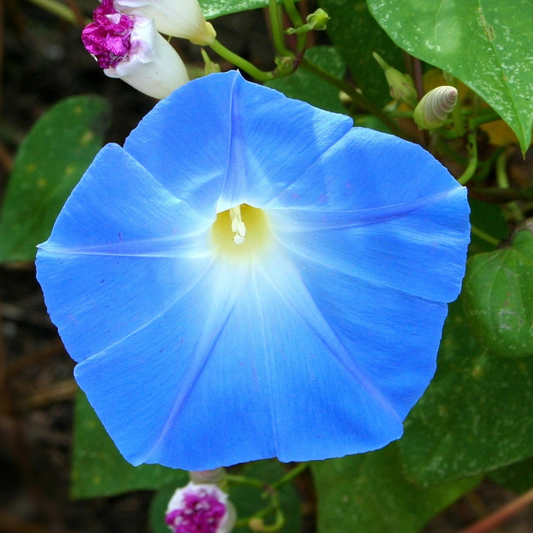Close-up of a blue trumpet-shaped morning glory flower with a white throat and yellow centre surrounded by green foliage