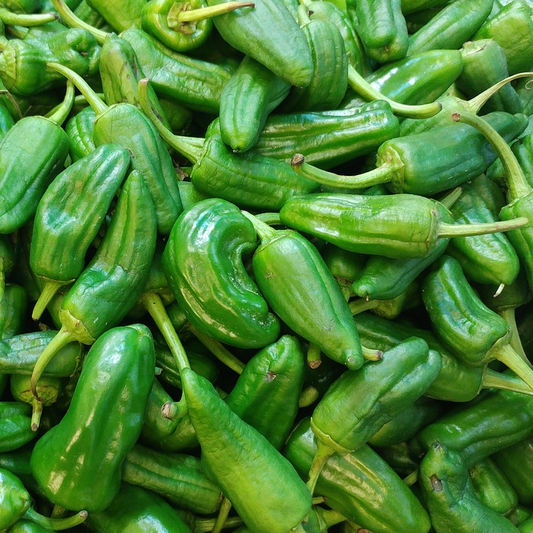 A pile of fresh green Padron peppers.