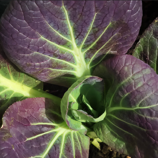 red leaf pak choi
