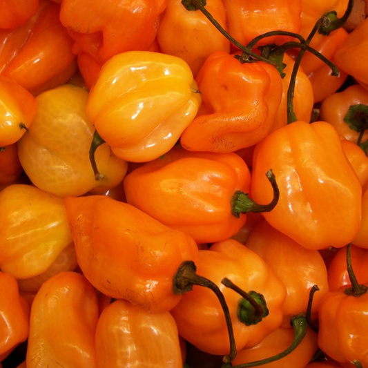 Harvested hot habanero orange peppers with green stalks