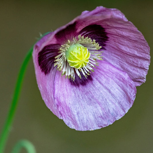 close-up of a poppy purple gleam flower on a blurred background
