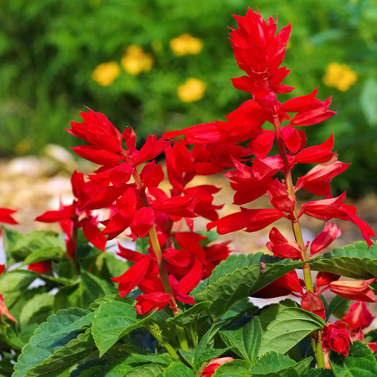 scarlet sage plant with vibrant red flowers and green leaves on a blurred background