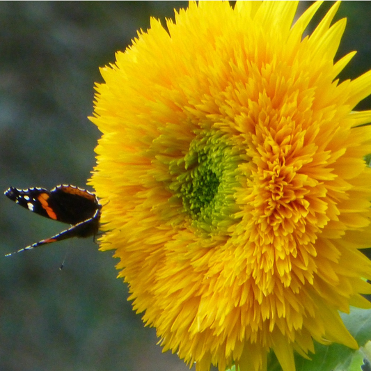 Yellow teddy bear sunflower  head with butterfly